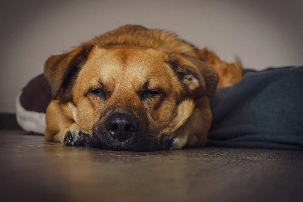 Das Ferienhaus mit einfachsten Ideen Hunde-gerecht gestalten